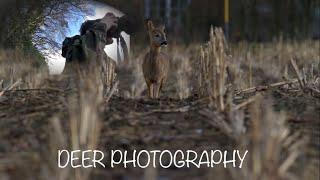 DEER PHOTOGRAPHY | Wildlife photography behind the scene | Wildlife Vlogs