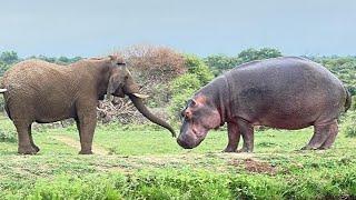 An Extraordinary Standoff & Approach Between a Hippo and the Elephants!