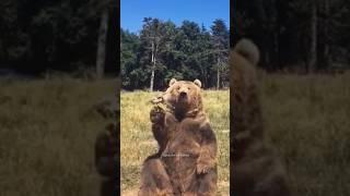 Funny Bears Funniest Animals Videos | Try Not To Laugh #52 #funnyanimals #shorts #fails #funny