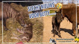 BETTY'S veulen is OVERLEDEN.... + Betty wordt PLEEGMOEDER van TIMMY! || Paardzoektbaas