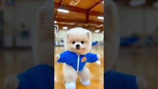 Dog Motorcycle Dance 