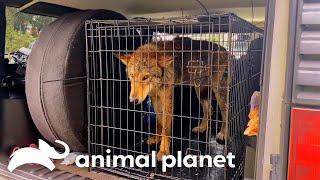 Mariah Rescues a Wolfdog! | Pit Bulls & Parolees | Animal Planet