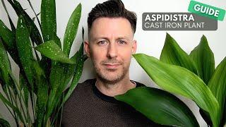 Aspidistra (Cast Iron Plant) Care Guide and Growing Tips