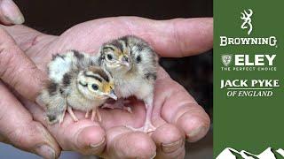 Gamekeeper's Diary: hatching and rearing gamebirds