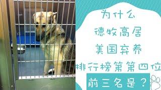 美国犬种弃养排行版「德牧」高居第四。前三名又是谁