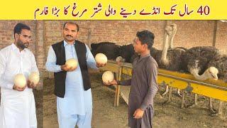 Ostrich Farming Bussiness in Pakistn