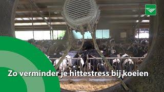 Zo verminder je hittestress bij koeien