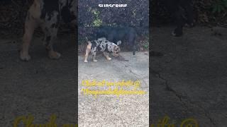 #shorts #trending #video #fyp #subscribe #like #share #comment #daily #explore #for #the #dogs
