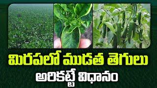 Chilli Crop Cultivation | మిరపలో ముడత తెగులు అరికట్టే విధానం | Matti Manishi | 10TV News