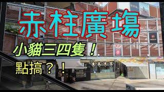 赤柱廣場，得果小貓三四隻！點算好？！#citywalker #街頭攝影