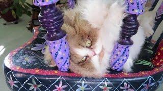 14 12 16 Annual Ear Inspection day with Mythicbells Persian kitties