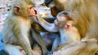 Monkey & primates, Leo Loves Rainbow Much, Nat Geo Wild, Baby Monkey Wild, BBC Earth Monkey Animal