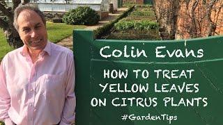 How to treat yellow leaves on citrus plants