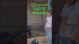 Free kre #Goat farming course 9770300015 #बकरी पालन कोर्स फ़्री में करें #Goat farming in india