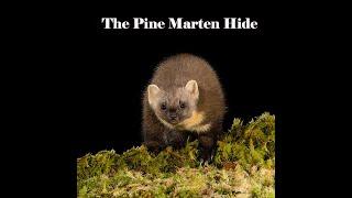 Pine Marten Hide