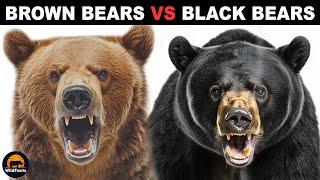 What Is The Difference Between Brown Bears and Black Bears?