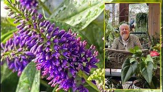 SHRUBBY VERONICA, CHARMING COMPACT BUSHES THAT ARE BEAUTIFUL ALL YEAR ROUND. Le Quotidien du Jard...