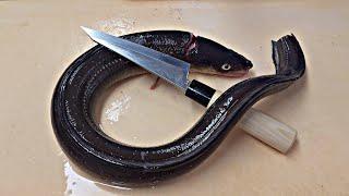 장어2편, 붕장어 1kg급 한마리 회뜨기, 아나고회, conger eel