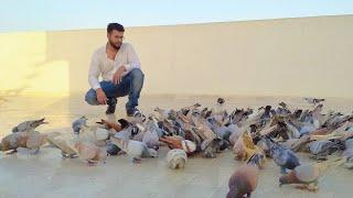 150 new pigeons khullat video - Usama bhai Pigeon loft malir karachi