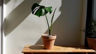 Raising Monstera easily and beautifully.