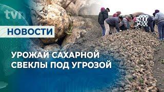 УРОЖАЙ САХАРНОЙ СВЕКЛЫ ПОД УГРОЗОЙ