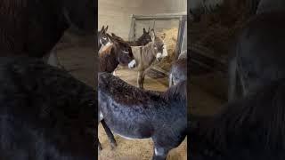 Los burros del Santuario ️