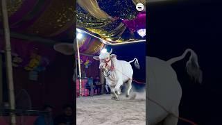 AMIRIFROM HOSSAIN DAIRY FARMK️ #kolkatacow2025 #shorts #viral #trending #reels