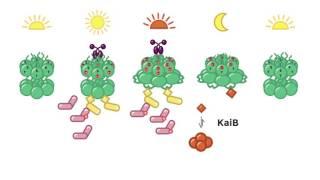 Cyanobacterial Circadian Clock Output Mechanism