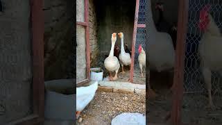 Pearl Hens,Hens,Duck#shorts #beautiful #funny #duck #henchicken #chickendance