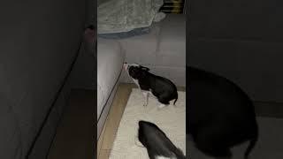 #minipig #minischweine #teacuppig #teacupschweine #pig #schwein #micropig #microschwein