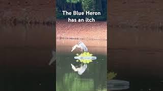 The Blue Heron has an itch #nature #wildlife #naturelovers