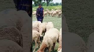 Jale chahe pura jamana#Savitri Devi 777#short video 