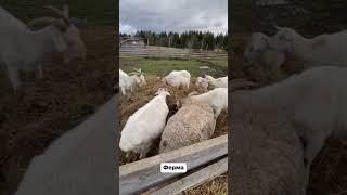 Уютный загородный отель в который можно сбежать из города на выходные.