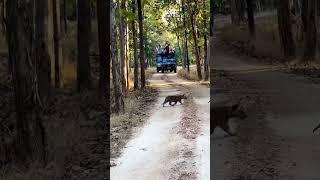 Nagarhole Tiger Reserve#karnataka | Kabini Forest Safari #ytshorts | Nagarhole National park