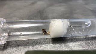 Lasius Flavus care guide, (how to keep Lasius Flavus ants as pets)