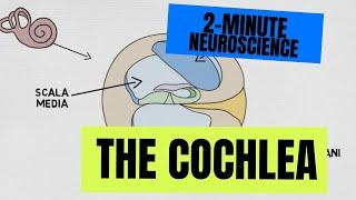 2-Minute Neuroscience: The Cochlea