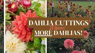 How To take Dahlia Cuttings to Multiple Your Stock of Dahlia Tubers! (Easy Propagation Method!)