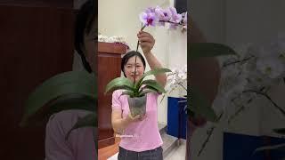 HƯỚNG DẪN CHỌN VÀ CÁCH TRỒNG CHẬU LAN HỒ ĐIỆP 5 CÂY 