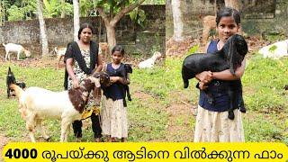 4000 രൂപയ്ക്കു ആടുകളെ വിൽക്കുന്ന വീട്ടമ്മ|Goat Farming Kerala|Goat sale Kerala