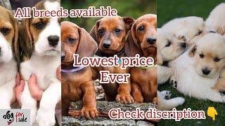 Dogs for sale in Coimbatore || Tirupur || Transport available || Home breeder || All breed available