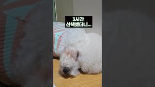 3시간 산책하면 벌어지는 일 / I took a walk for 3 hours / 3時間散歩したら