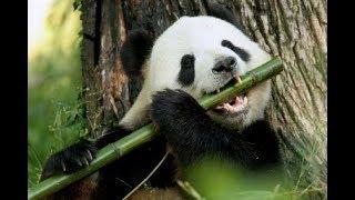 panda hunting down and eating a Bamboo