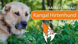 ► Kangal Shepherd Dog [2021] History, Appearance, Temperament, Training, Exercise, Care & Health