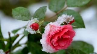 Snow On Roses