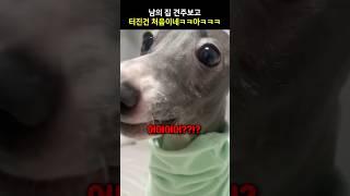 남의 집 견주보고 터진건 처음이네ㅋㅋㅋ