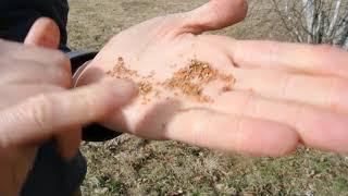 On Closer Inspection: Signs of Spring with Matt from Tin Mountain Conservation Center