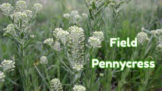 Field Pennycress Is Edible Wild Food