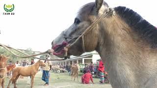 Beautiful Village Horse Market in Bangladesh l BD Horse l Farmbd l 2022