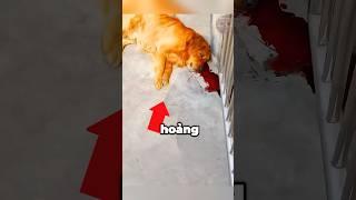 ️Người Chủ Phát Hiện Chú Chó Của Mình Bị … #shorts