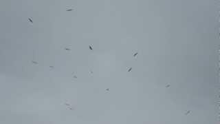 Extremadura Birding - Griffon Vultures circling with a closer glimpse